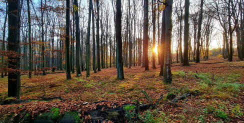 LAS MURCKOWSKI (THE MURCKI FOREST)2