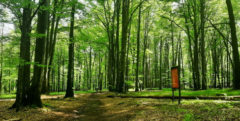 LAS MURCKOWSKI (THE MURCKI FOREST)